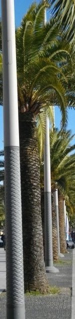 palmiers.jpg